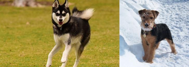 Welsh Terrier vs Alaskan Klee Kai - Breed Comparison