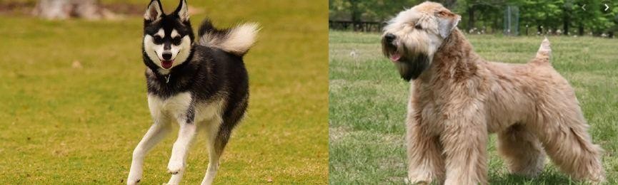 Wheaten Terrier vs Alaskan Klee Kai - Breed Comparison
