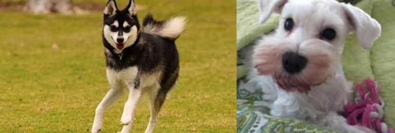 White Schnauzer vs Alaskan Klee Kai - Breed Comparison