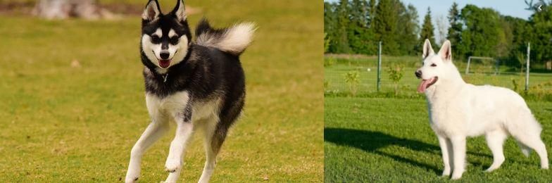 White Shepherd vs Alaskan Klee Kai - Breed Comparison