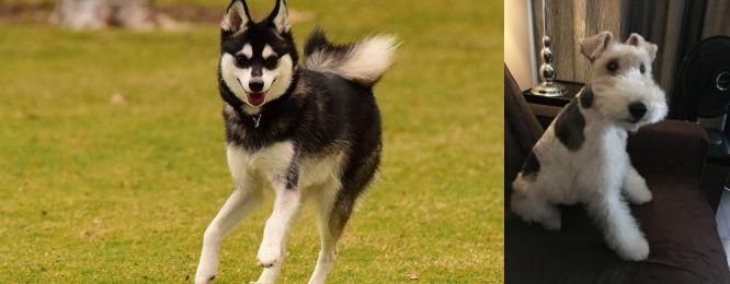 Wire Haired Fox Terrier vs Alaskan Klee Kai - Breed Comparison