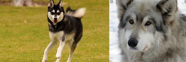 Wolfdog vs Alaskan Klee Kai - Breed Comparison