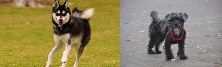 YorkiePoo vs Alaskan Klee Kai - Breed Comparison
