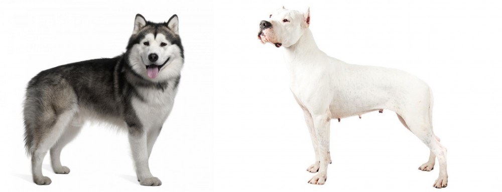 Argentine Dogo vs Alaskan Malamute - Breed Comparison