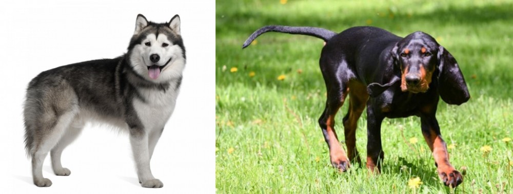 Black and Tan Coonhound vs Alaskan Malamute - Breed Comparison