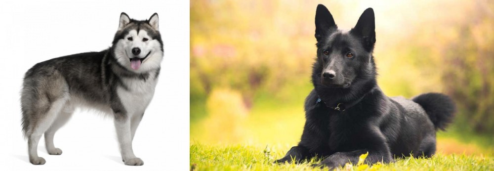 Black Norwegian Elkhound vs Alaskan Malamute - Breed Comparison