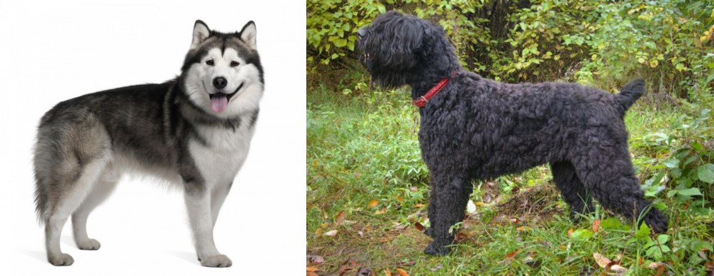 Black Russian Terrier vs Alaskan Malamute - Breed Comparison
