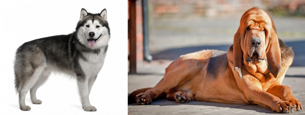 Bloodhound vs Alaskan Malamute - Breed Comparison