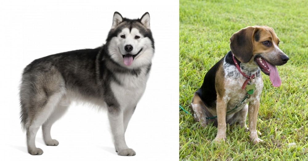 Bluetick Beagle vs Alaskan Malamute - Breed Comparison