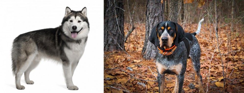 Bluetick Coonhound vs Alaskan Malamute - Breed Comparison