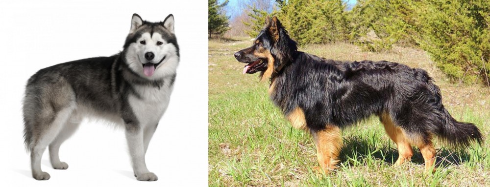 Bohemian Shepherd vs Alaskan Malamute - Breed Comparison
