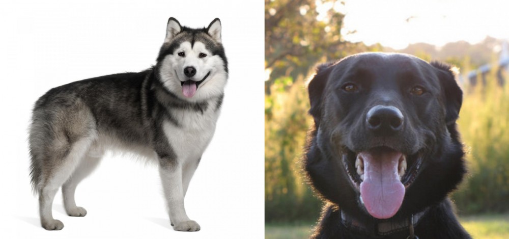 Borador vs Alaskan Malamute - Breed Comparison
