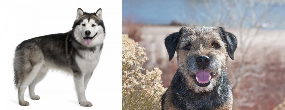 Border Terrier vs Alaskan Malamute - Breed Comparison