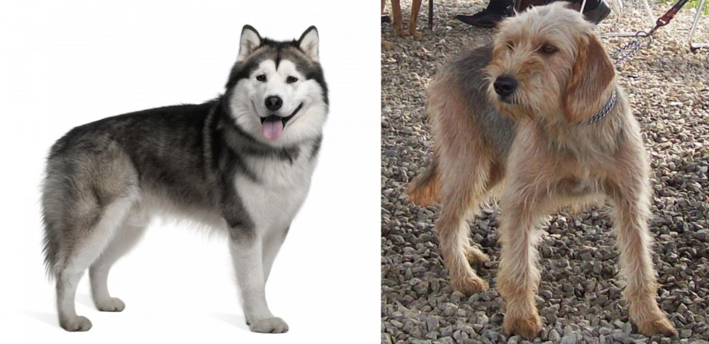 Bosnian Coarse-Haired Hound vs Alaskan Malamute - Breed Comparison