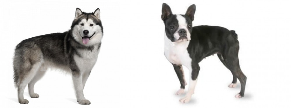 Boston Terrier vs Alaskan Malamute - Breed Comparison