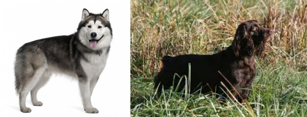 Boykin Spaniel vs Alaskan Malamute - Breed Comparison