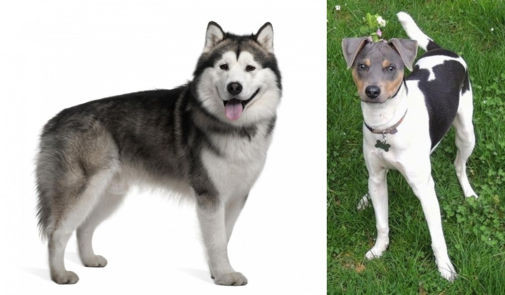 Brazilian Terrier vs Alaskan Malamute - Breed Comparison