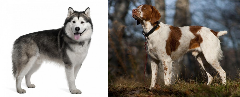 Brittany vs Alaskan Malamute - Breed Comparison