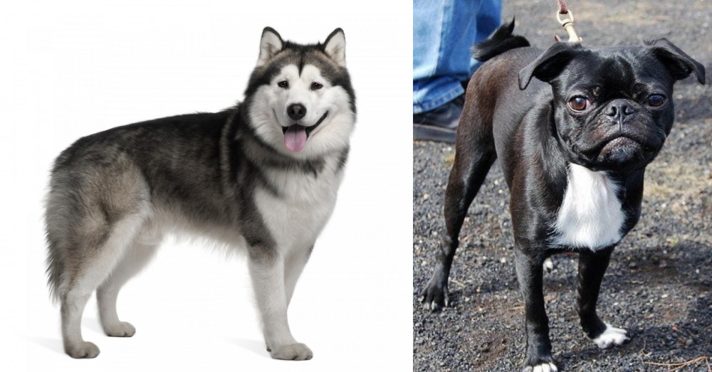 Bugg vs Alaskan Malamute - Breed Comparison