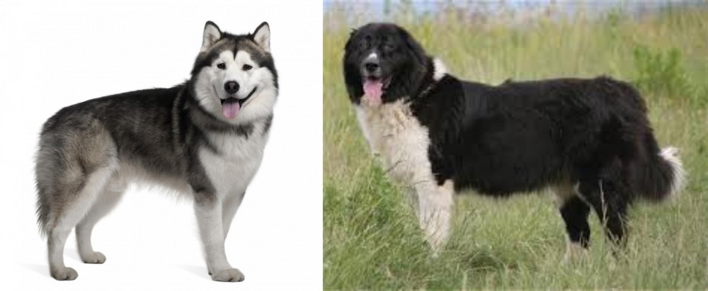 Bulgarian Shepherd vs Alaskan Malamute - Breed Comparison