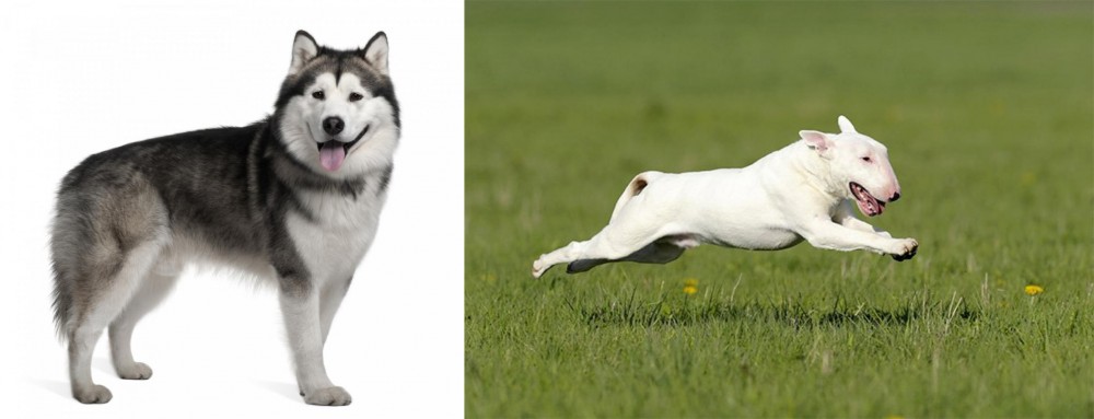 Bull Terrier vs Alaskan Malamute - Breed Comparison