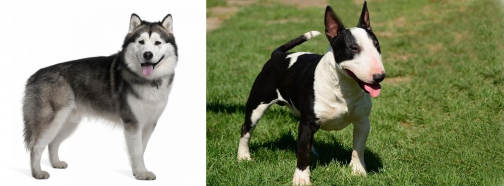 Bull Terrier Miniature vs Alaskan Malamute - Breed Comparison