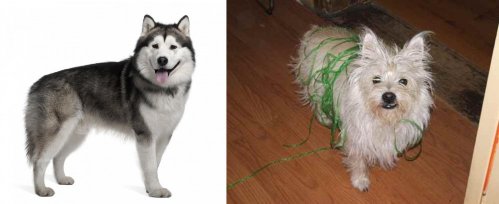 Cairland Terrier vs Alaskan Malamute - Breed Comparison