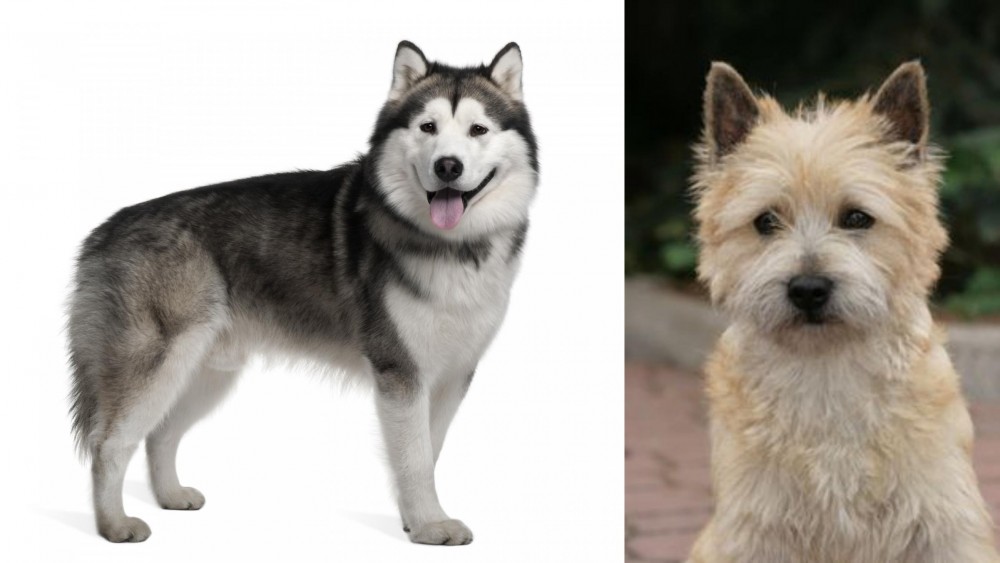Cairn Terrier vs Alaskan Malamute - Breed Comparison