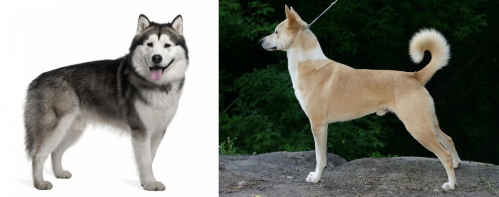 Canaan Dog vs Alaskan Malamute - Breed Comparison