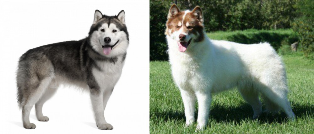 Canadian Eskimo Dog vs Alaskan Malamute - Breed Comparison