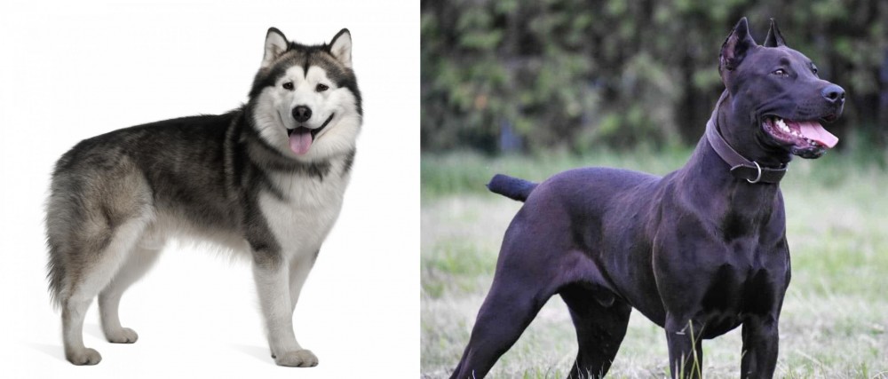 Canis Panther vs Alaskan Malamute - Breed Comparison
