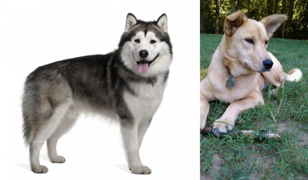 Carolina Dog vs Alaskan Malamute - Breed Comparison