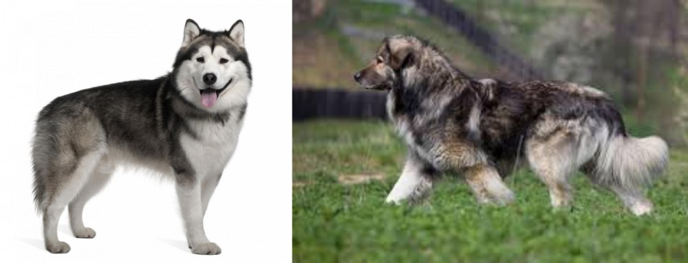 Carpatin vs Alaskan Malamute - Breed Comparison