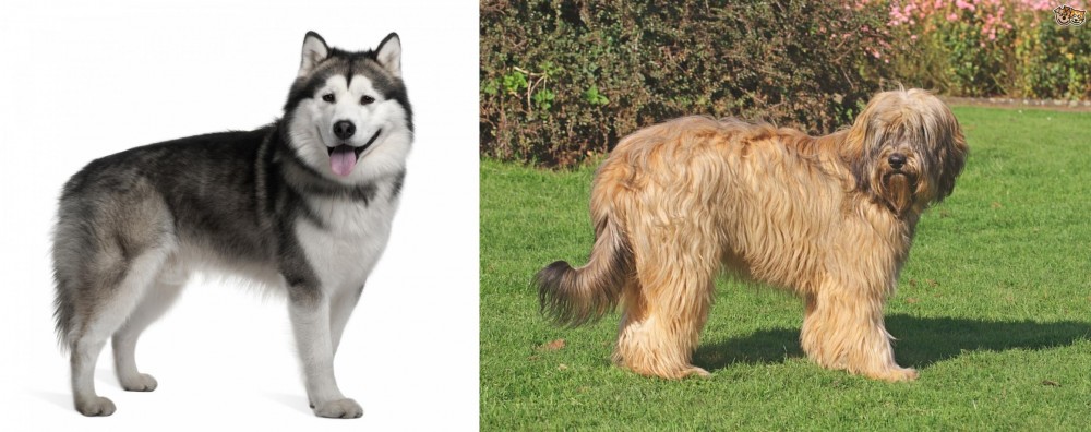 Catalan Sheepdog vs Alaskan Malamute - Breed Comparison