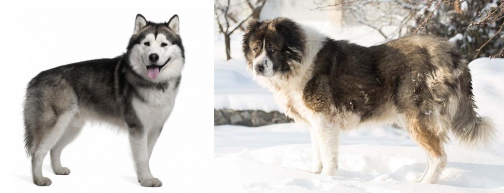 Caucasian Shepherd vs Alaskan Malamute - Breed Comparison