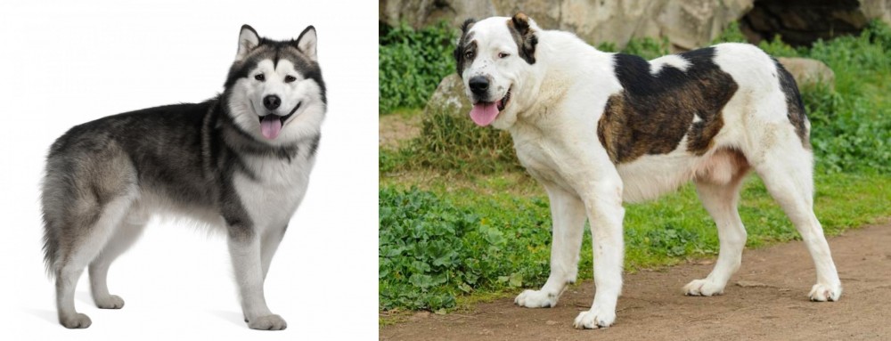 Central Asian Shepherd vs Alaskan Malamute - Breed Comparison