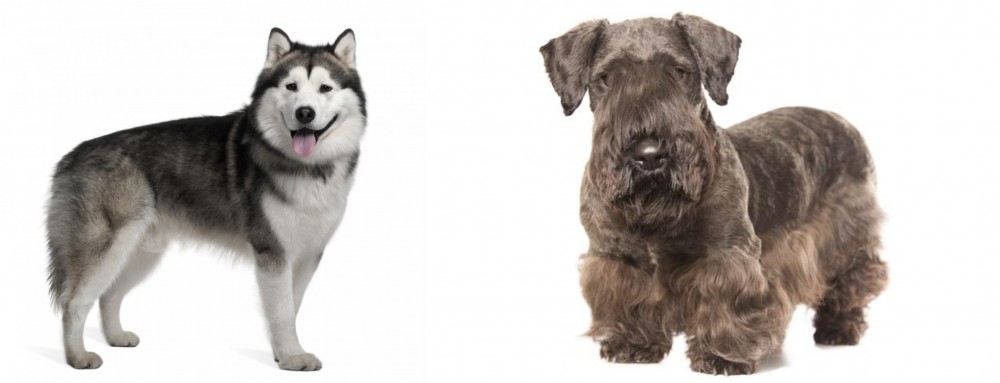 Cesky Terrier vs Alaskan Malamute - Breed Comparison