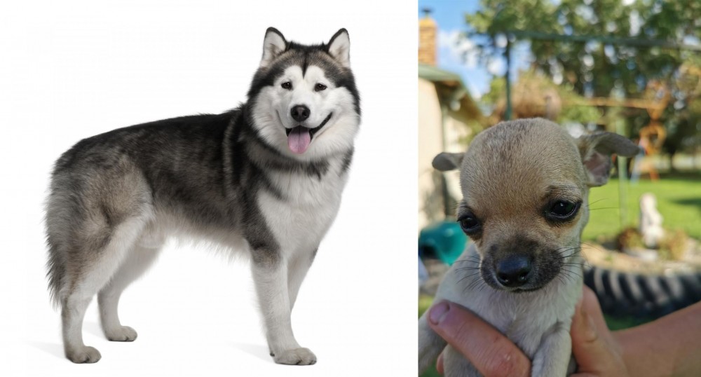 Chihuahua vs Alaskan Malamute - Breed Comparison