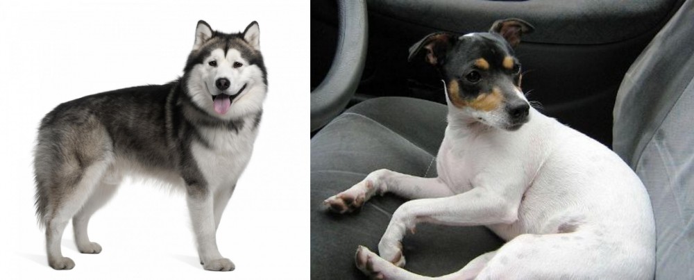 Chilean Fox Terrier vs Alaskan Malamute - Breed Comparison