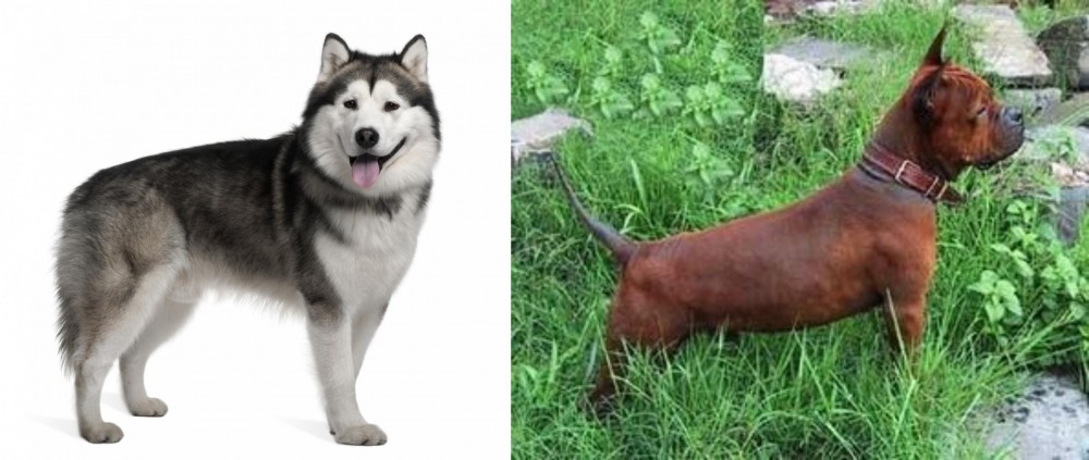 Chinese Chongqing Dog vs Alaskan Malamute - Breed Comparison