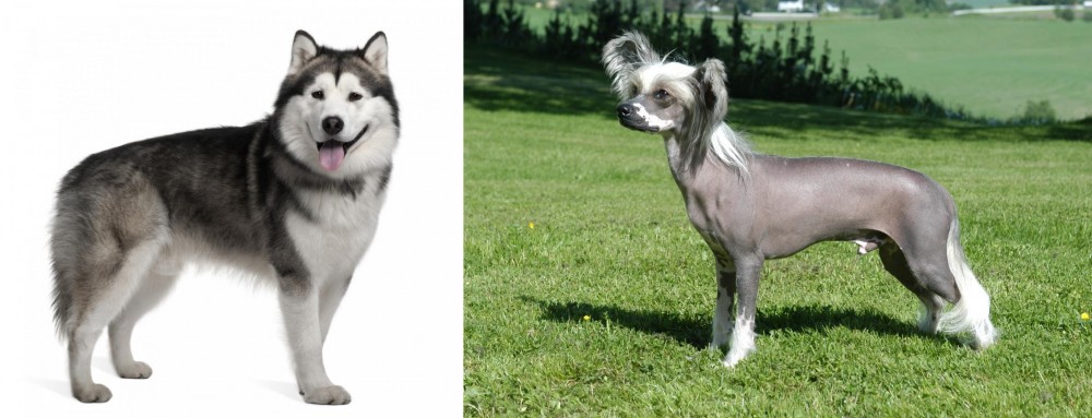 Chinese Crested Dog vs Alaskan Malamute - Breed Comparison