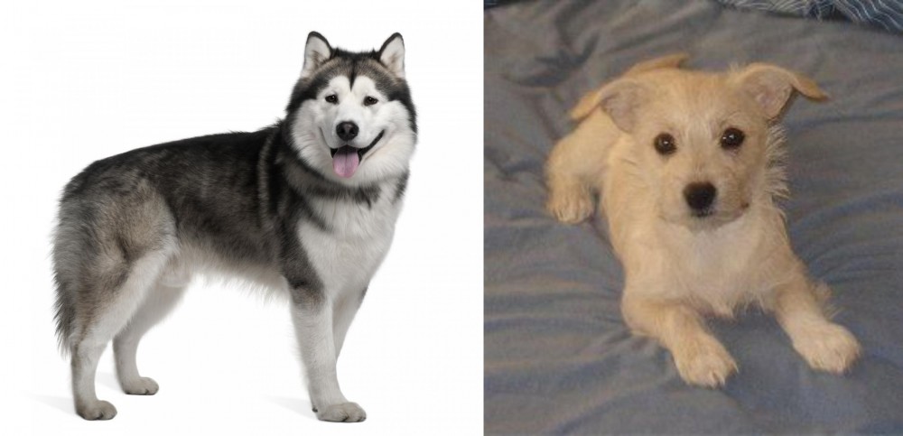 Chipoo vs Alaskan Malamute - Breed Comparison