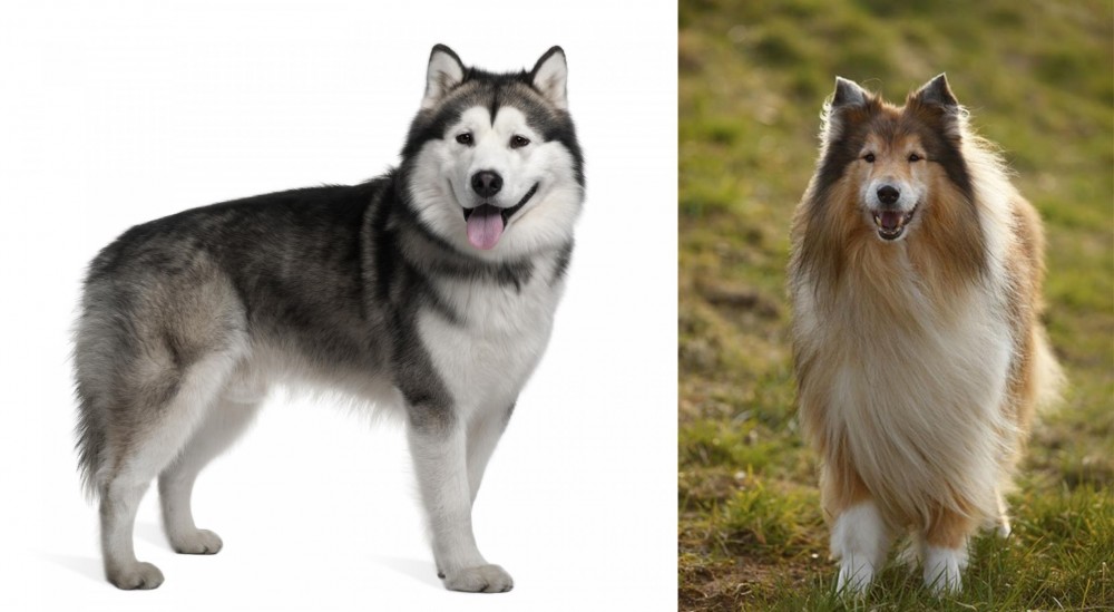 Collie vs Alaskan Malamute - Breed Comparison