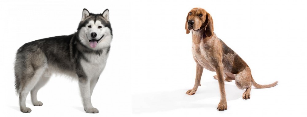 Coonhound vs Alaskan Malamute - Breed Comparison