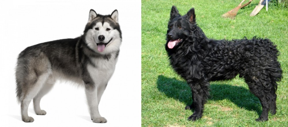 Croatian Sheepdog vs Alaskan Malamute - Breed Comparison