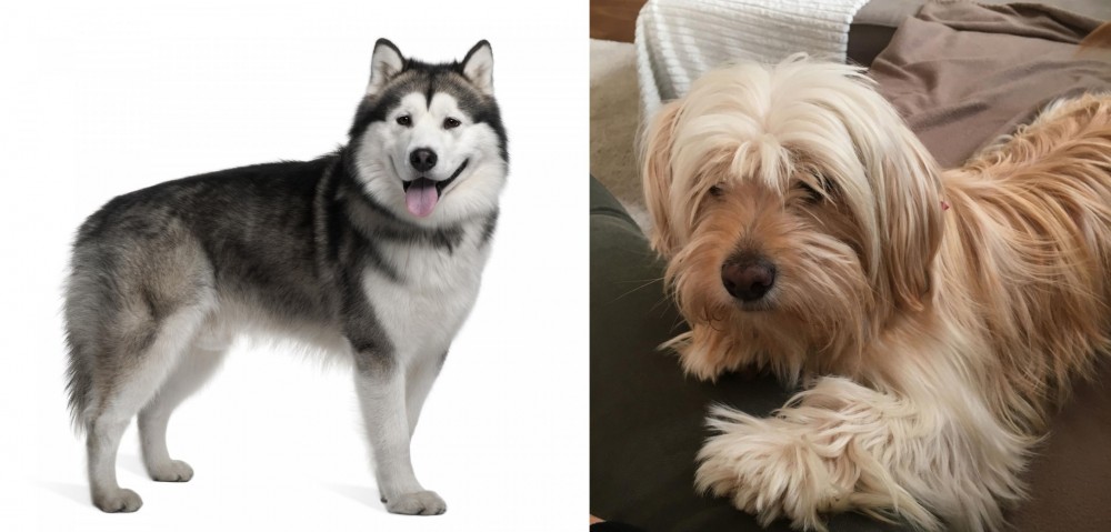 Cyprus Poodle vs Alaskan Malamute - Breed Comparison