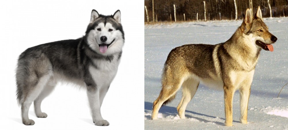 Czechoslovakian Wolfdog vs Alaskan Malamute - Breed Comparison
