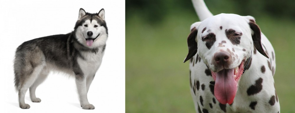 Dalmatian vs Alaskan Malamute - Breed Comparison