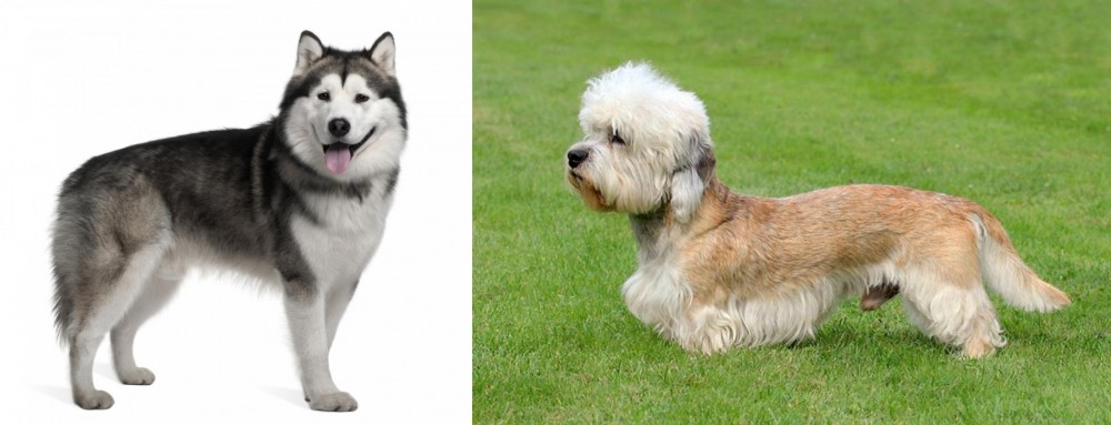 Dandie Dinmont Terrier vs Alaskan Malamute - Breed Comparison