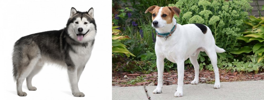 Danish Swedish Farmdog vs Alaskan Malamute - Breed Comparison